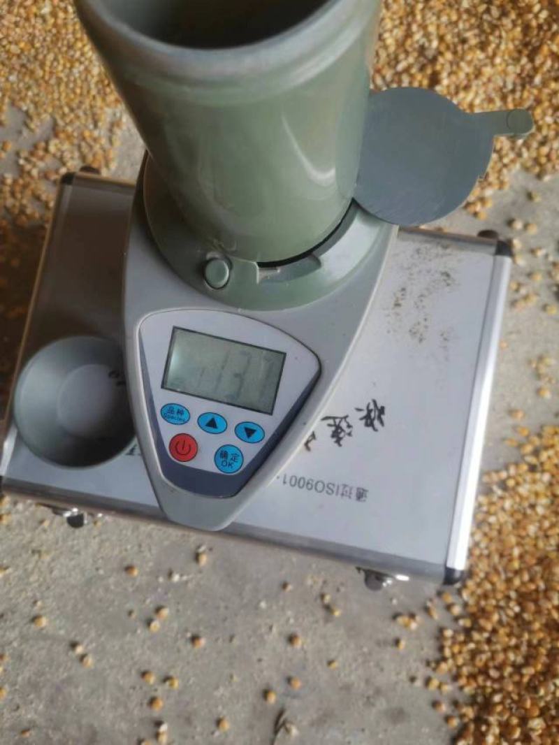 大量供应玉米，净粮，毛粮，袋装，散装，火运，汽运都可以！