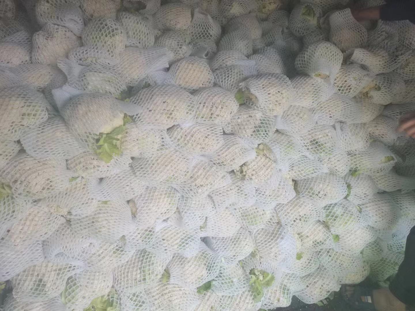 市场上摆放整齐的樱花菜与松花菜,摊主正在整理蔬菜 樱花菜与松花菜在市场摊位上