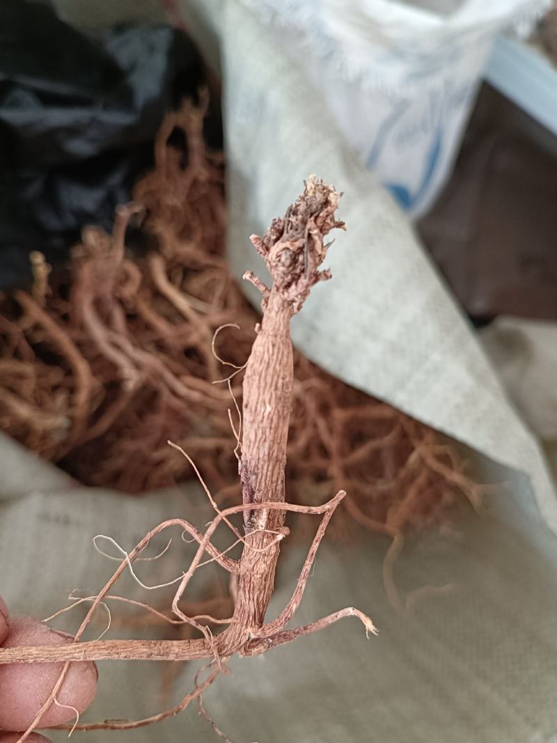 地丁根老虎地丁萝卜地丁紫花地丁甜地丁米口袋纯根干货批发