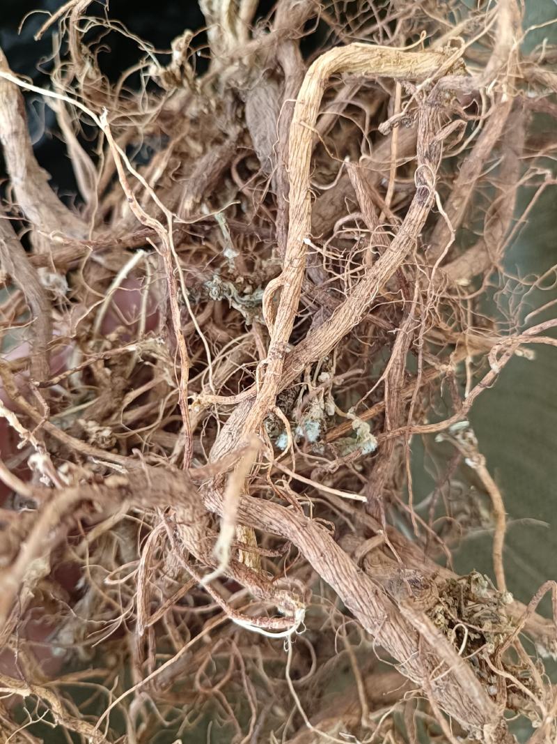 地丁根老虎地丁萝卜地丁紫花地丁甜地丁米口袋纯根干货批发