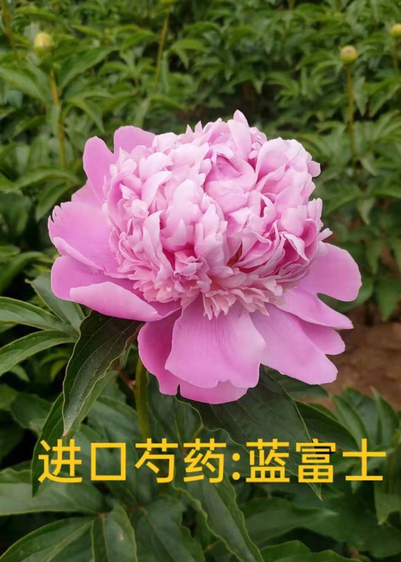 菏泽基地直销，芍药，精品观赏重瓣芍药，保品种保成活保品质