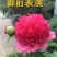 菏泽基地直销，芍药，精品观赏重瓣芍药，保品种保成活保品质