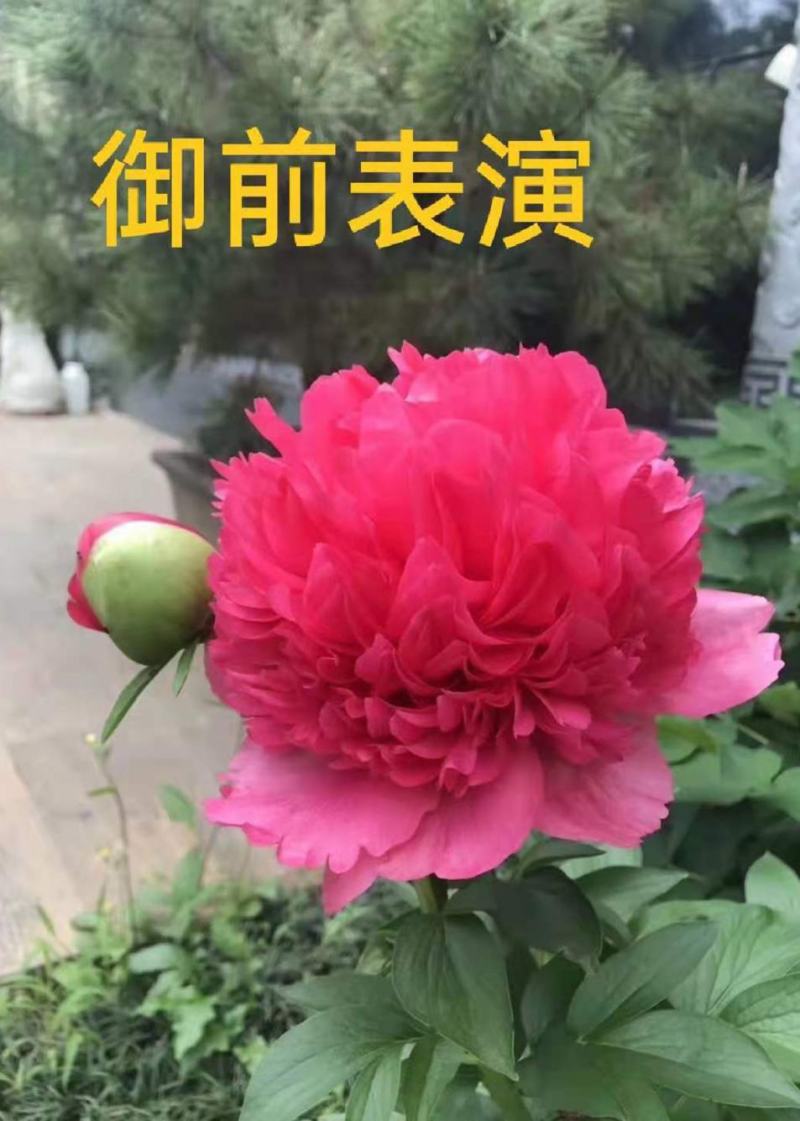 菏泽基地直销，芍药，精品观赏重瓣芍药，保品种保成活保品质