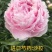菏泽基地直销，芍药，精品观赏重瓣芍药，保品种保成活保品质