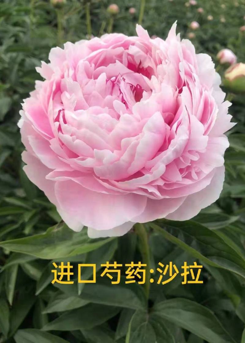 菏泽基地直销，芍药，精品观赏重瓣芍药，保品种保成活保品质