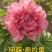 菏泽基地直销，芍药，精品观赏重瓣芍药，保品种保成活保品质