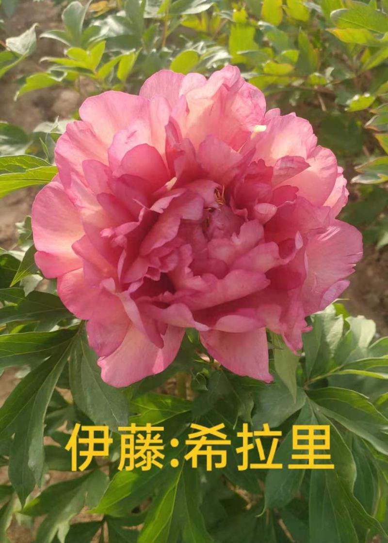 菏泽基地直销，芍药，精品观赏重瓣芍药，保品种保成活保品质