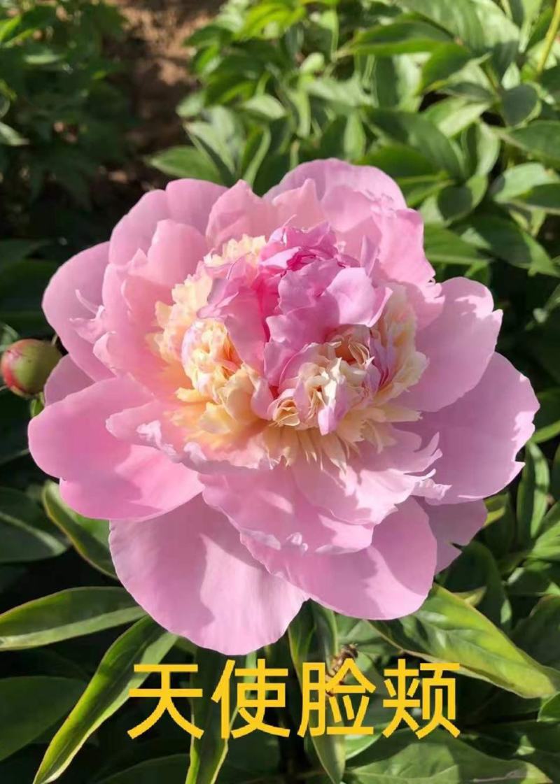 菏泽基地直销，芍药，精品观赏重瓣芍药，保品种保成活保品质