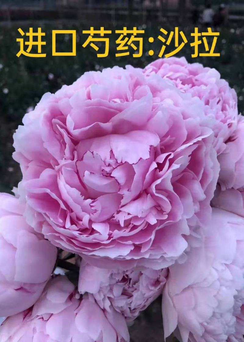 菏泽基地直销，芍药，精品观赏重瓣芍药，保品种保成活保品质