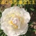 菏泽基地直销，芍药，精品观赏重瓣芍药，保品种保成活保品质