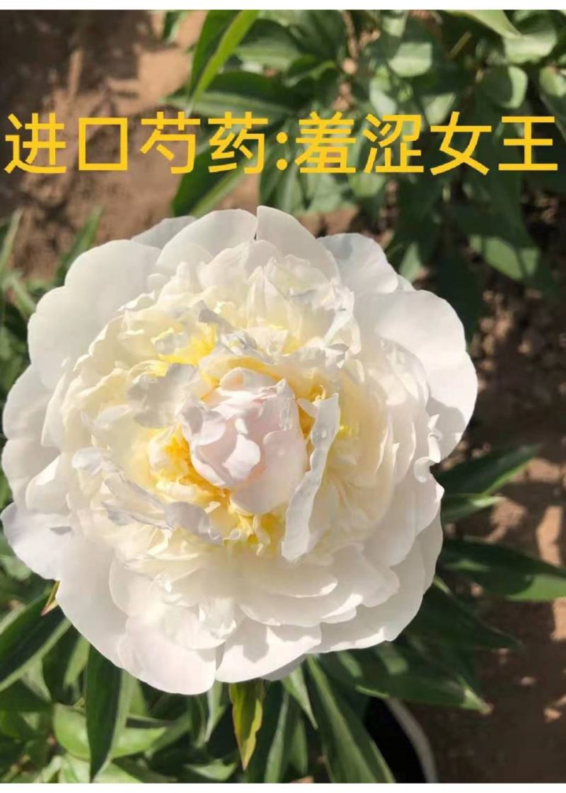 菏泽基地直销，芍药，精品观赏重瓣芍药，保品种保成活保品质
