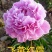 菏泽基地直销，芍药，精品观赏重瓣芍药，保品种保成活保品质