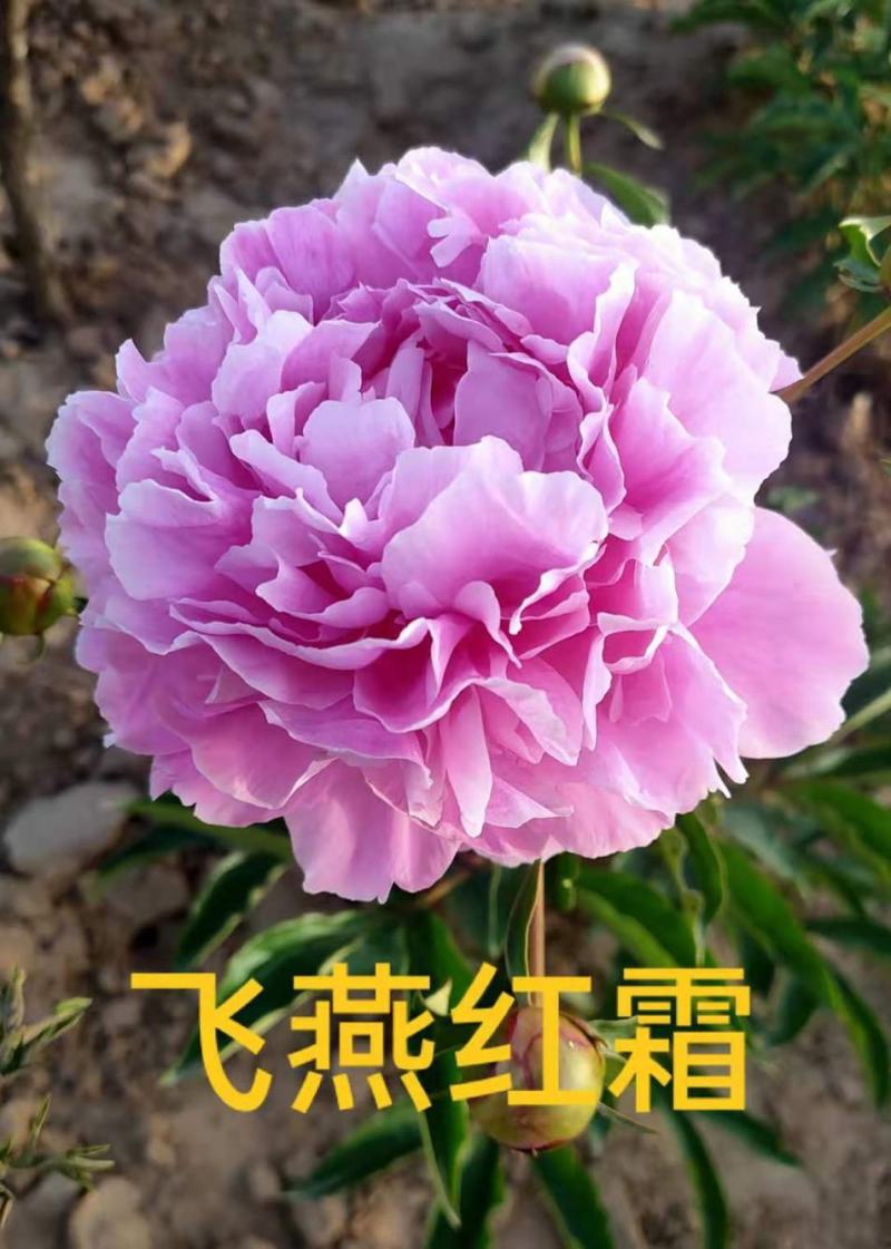 菏泽基地直销，芍药，精品观赏重瓣芍药，保品种保成活保品质