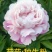 菏泽基地直销，芍药，精品观赏重瓣芍药，保品种保成活保品质