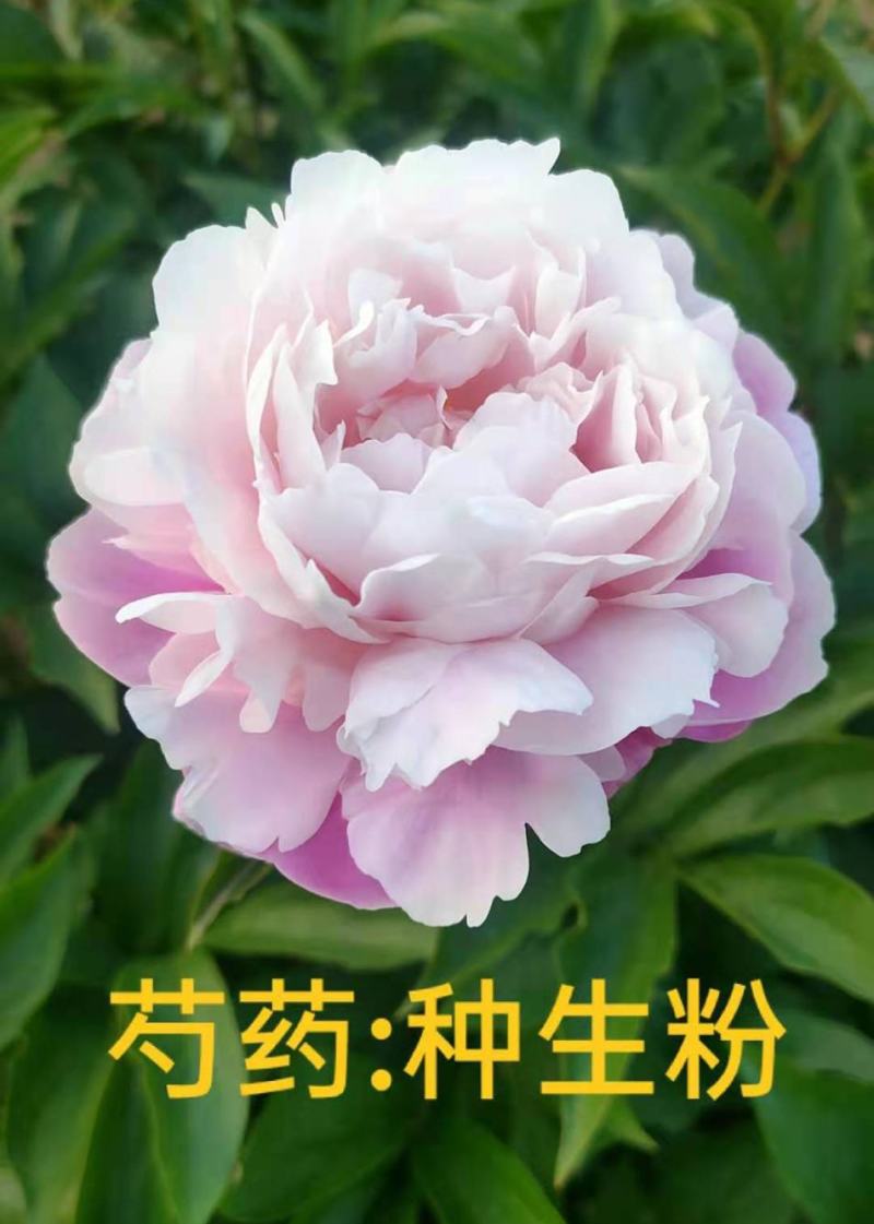 菏泽基地直销，芍药，精品观赏重瓣芍药，保品种保成活保品质