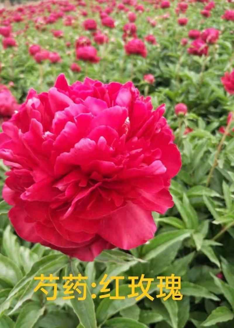 菏泽基地直销，芍药，精品观赏重瓣芍药，保品种保成活保品质