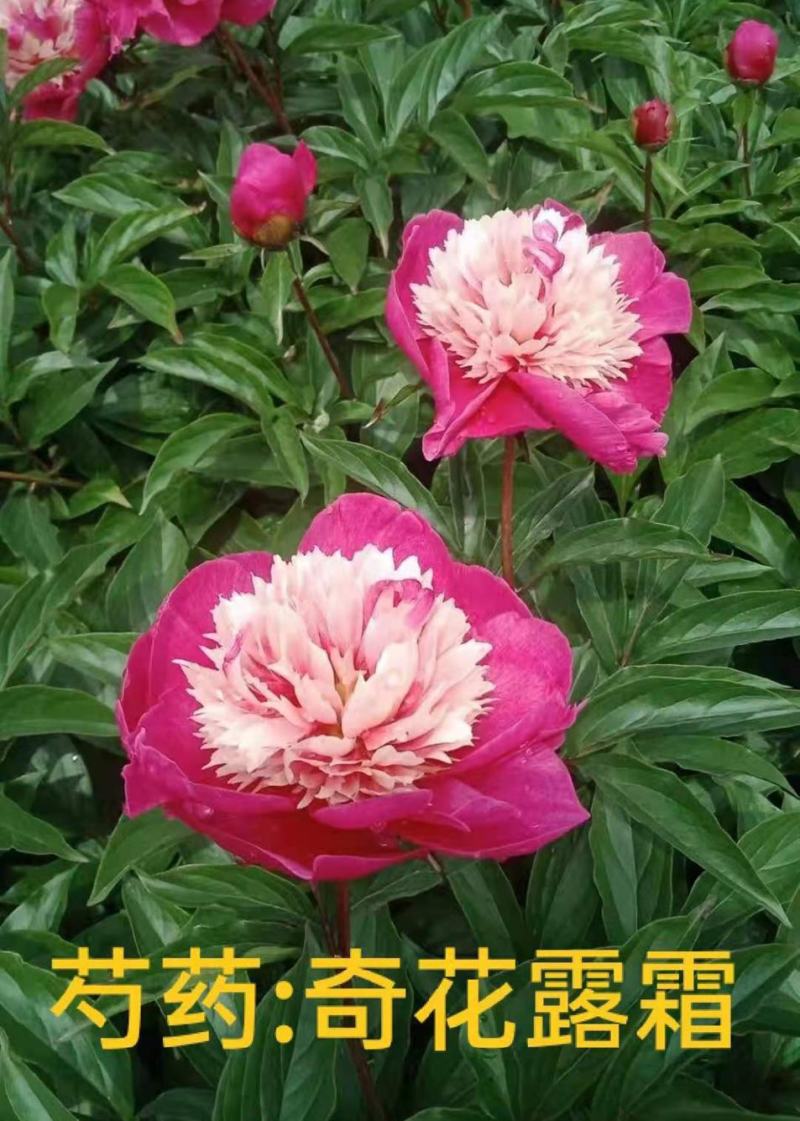 菏泽基地直销，芍药，精品观赏重瓣芍药，保品种保成活保品质