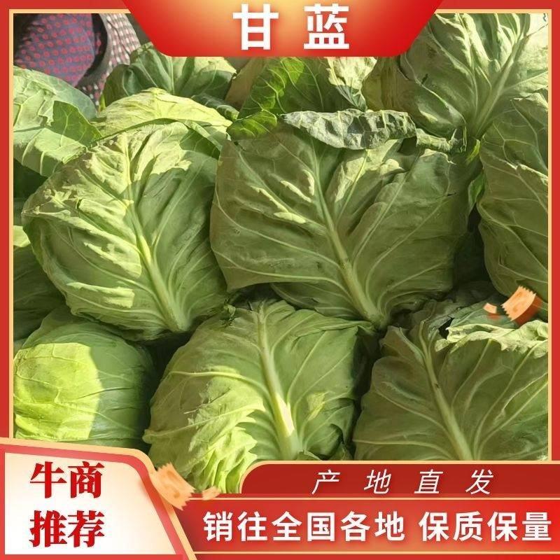 陕西甘蓝颜色绿，个头1.5-2斤，可打各种包装，需要的联
