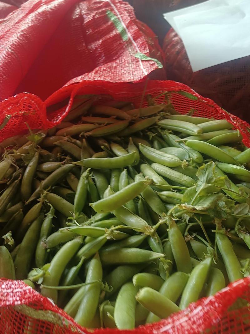 南阳本地豌豆荚上市中颗粒饱满一手货源物美价廉做回头客