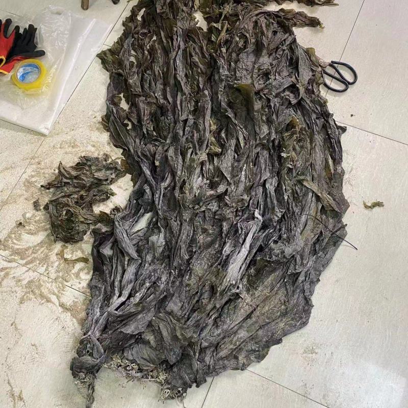 干海带，地摊好卖的海带