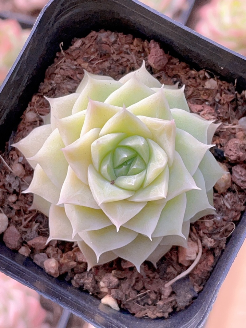 麦秆女王