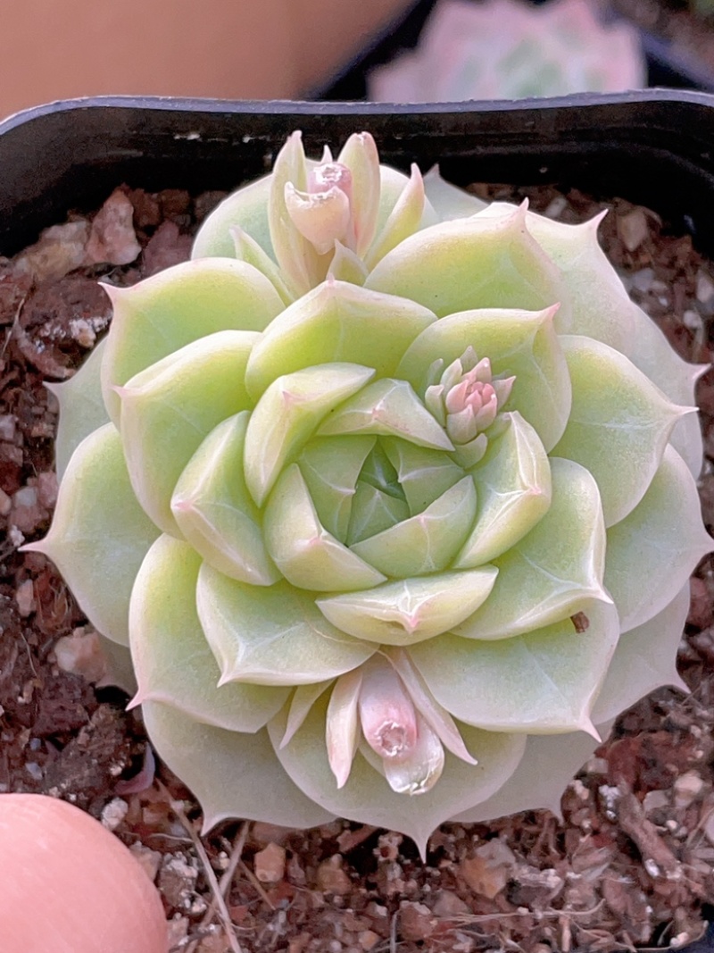 麦秆女王