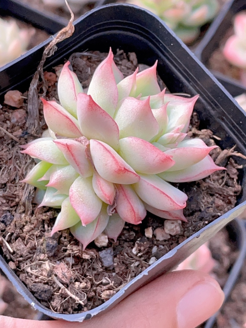 麦秆女王