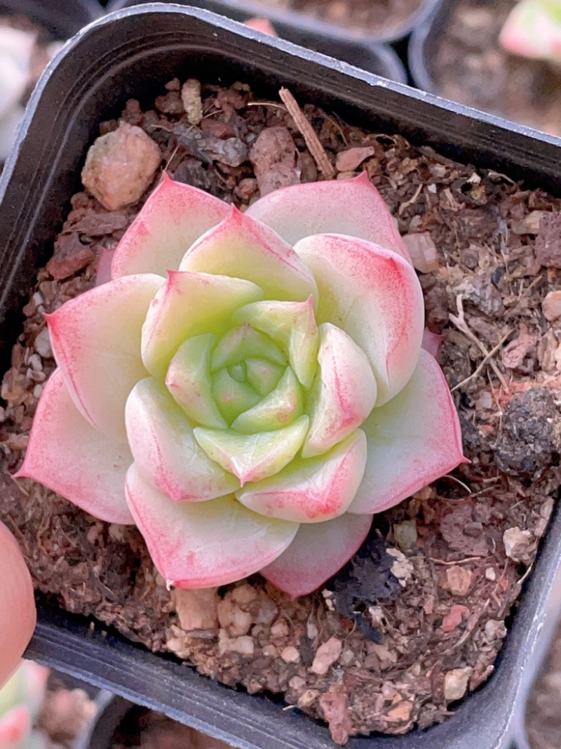 麦秆女王