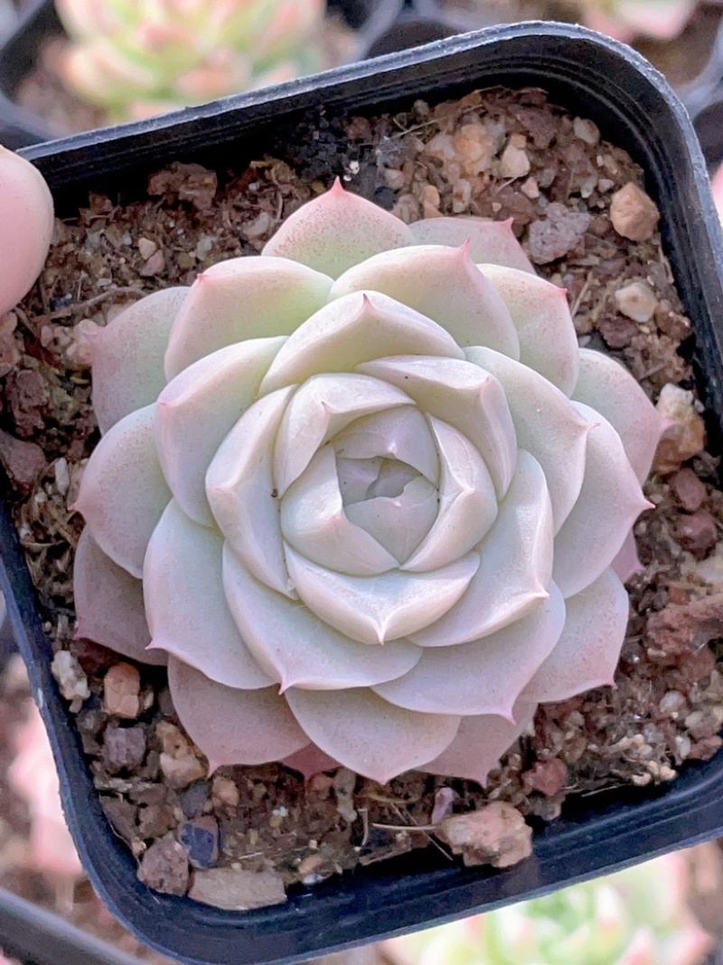 麦秆女王