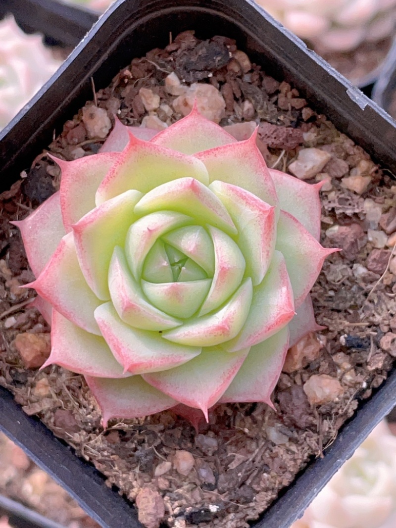 麦秆女王
