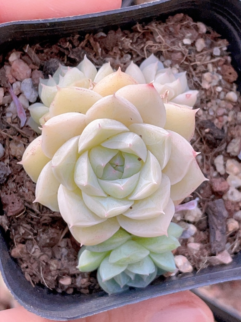 麦秆女王