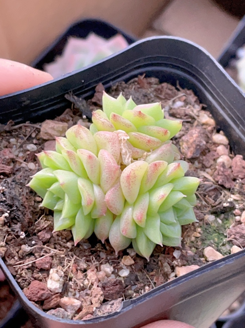 麦秆女王