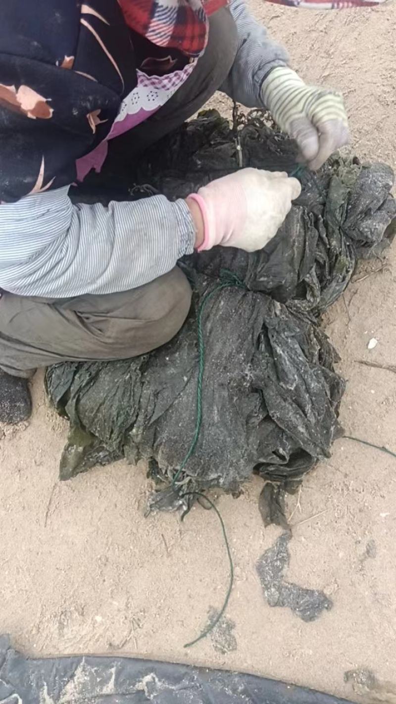 干海带，地摊好卖的海带