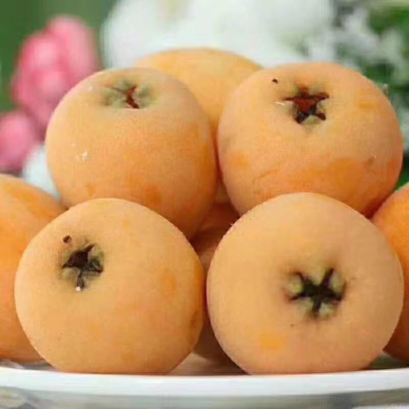 巴阳枇杷