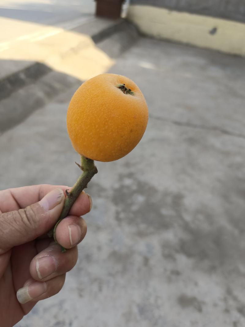 巴阳枇杷