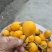 巴阳枇杷