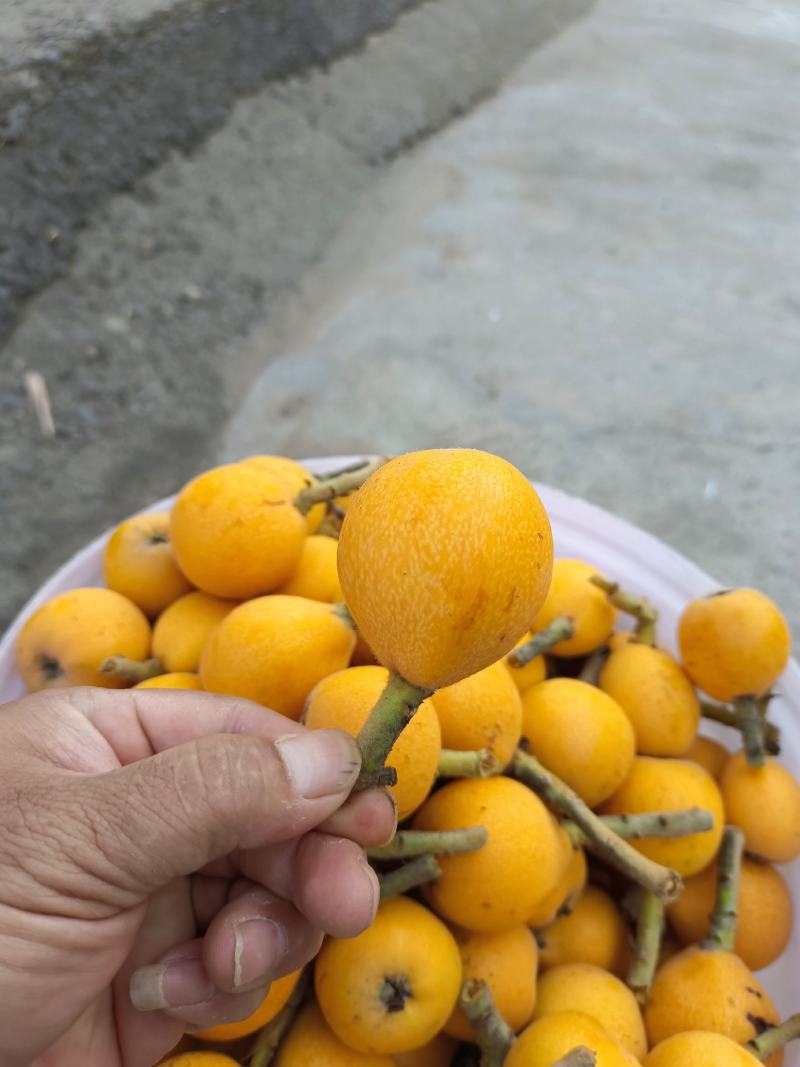 巴阳枇杷