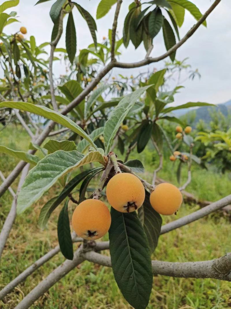巴阳枇杷