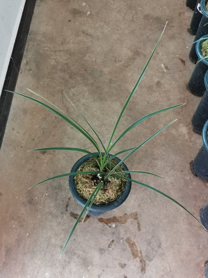 翠晶红轮