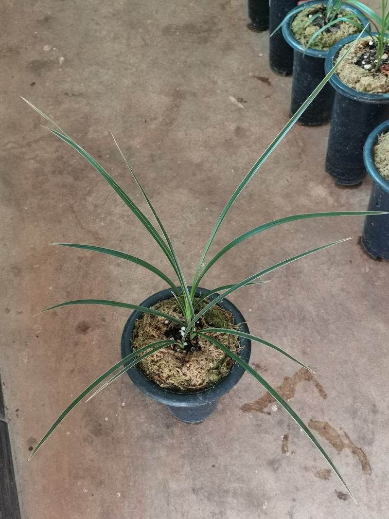 翠晶红轮