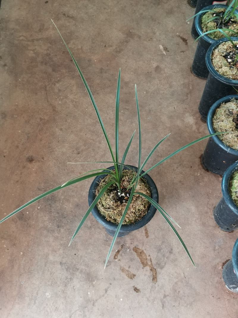 翠晶红轮