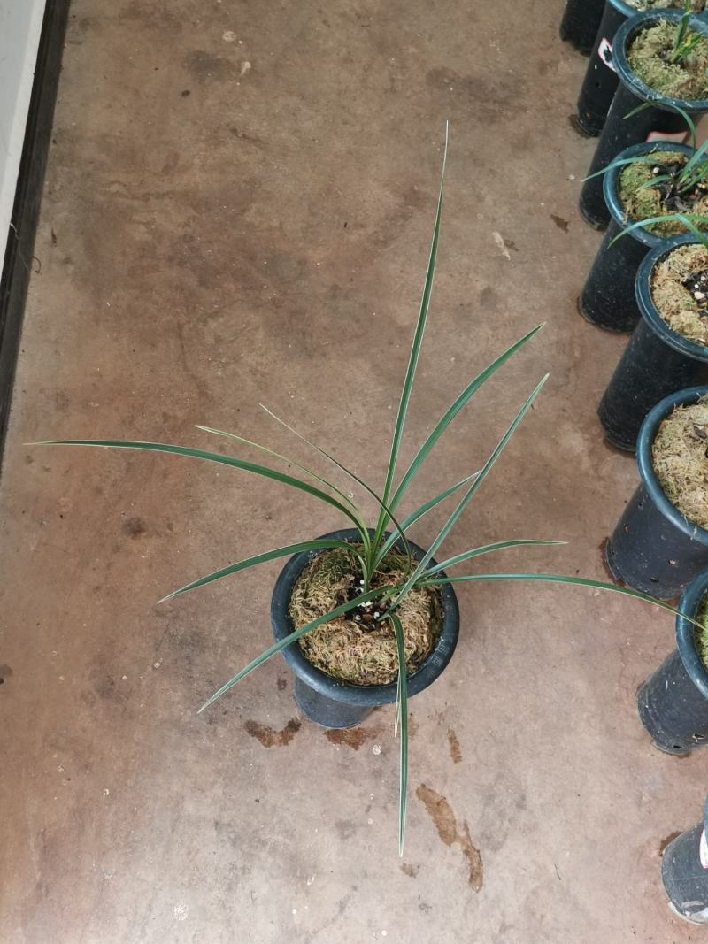 翠晶红轮