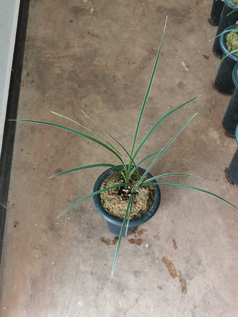 翠晶红轮