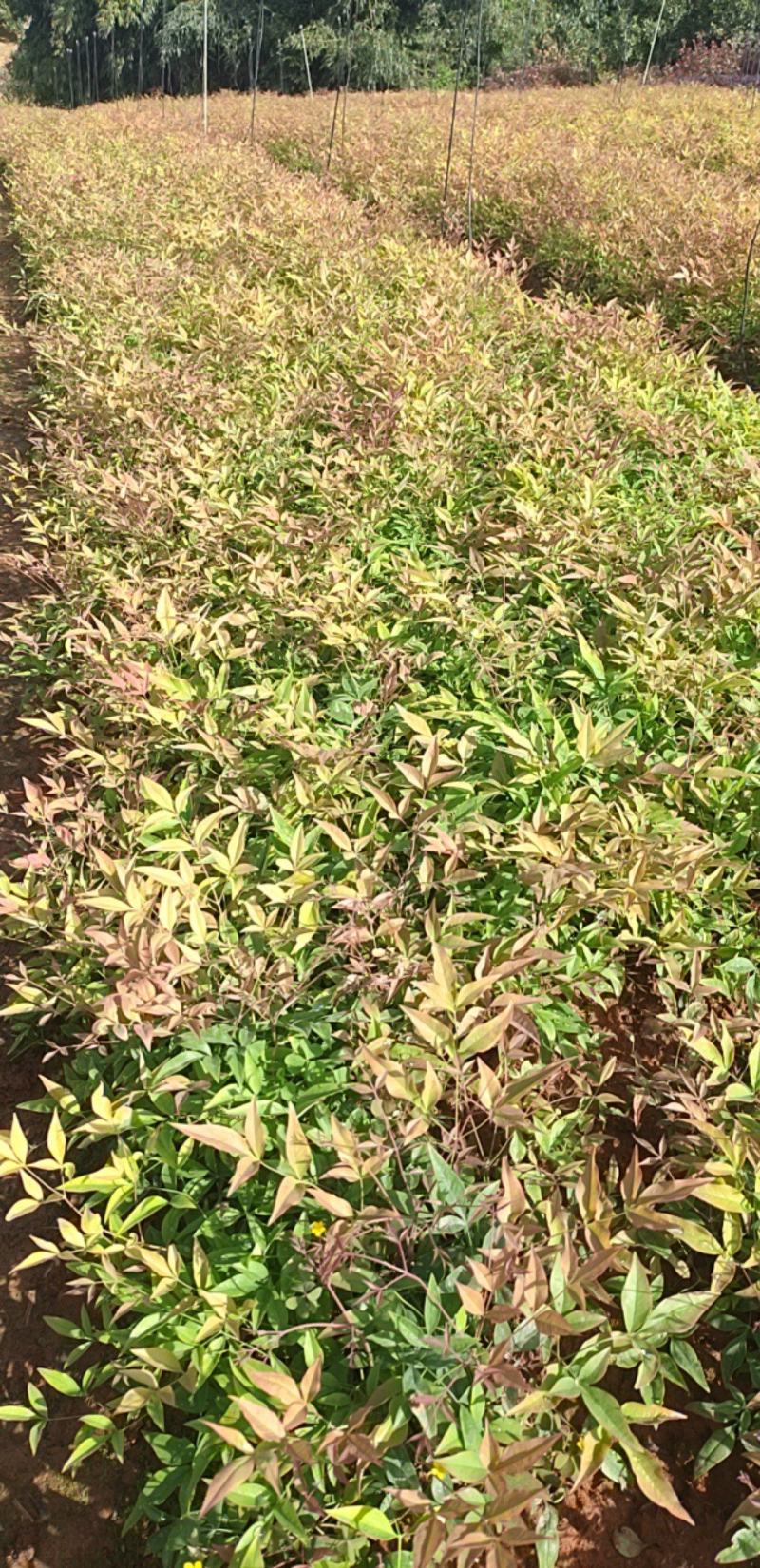 【优选】南天竹绿化苗木基地直发量大从优工程苗木