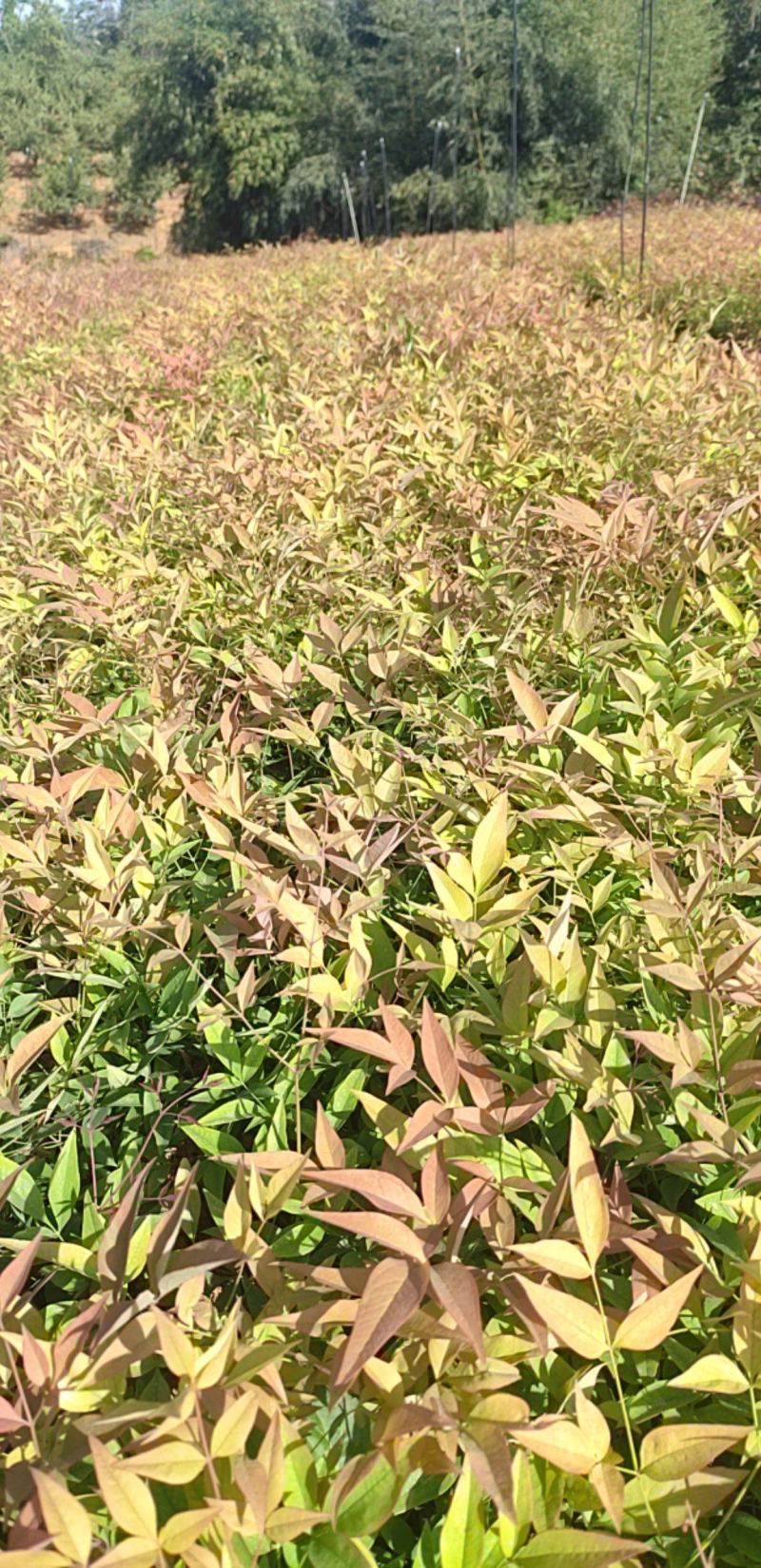 【优选】南天竹绿化苗木基地直发量大从优工程苗木