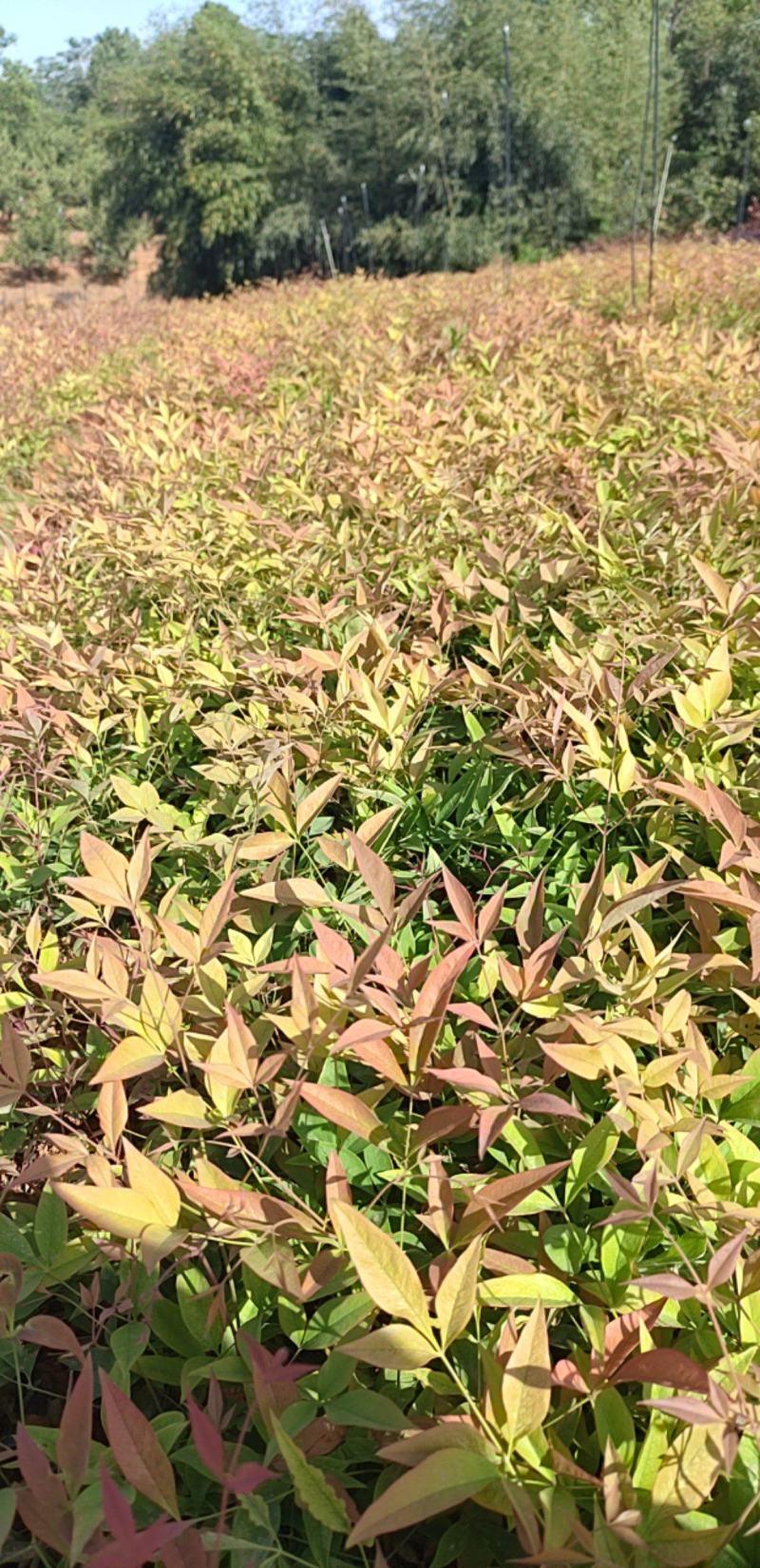 【优选】南天竹绿化苗木基地直发量大从优工程苗木