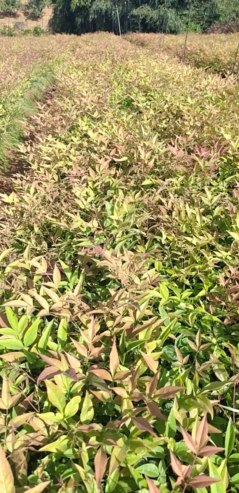 【优选】南天竹绿化苗木基地直发量大从优工程苗木