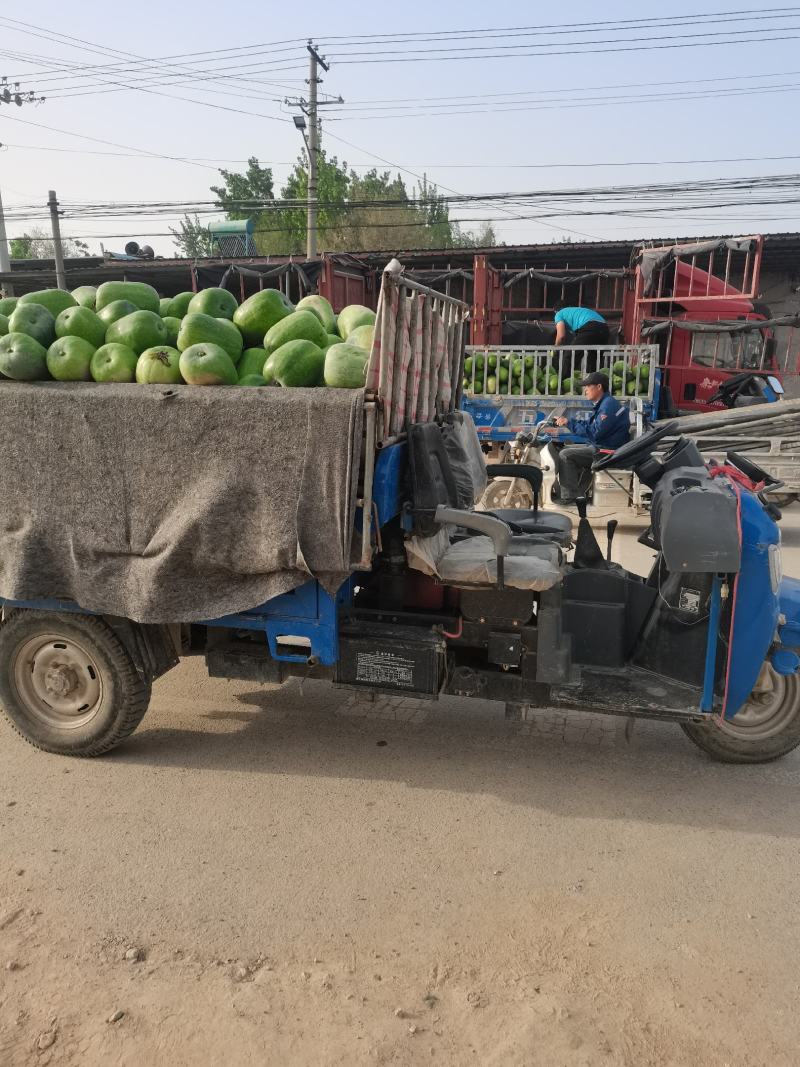蔬菜一串铃小冬瓜上市