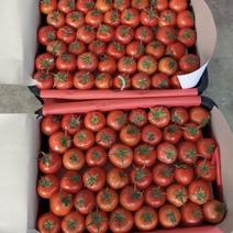精品大红西红柿🍅大量现货保质保量供应全国市场