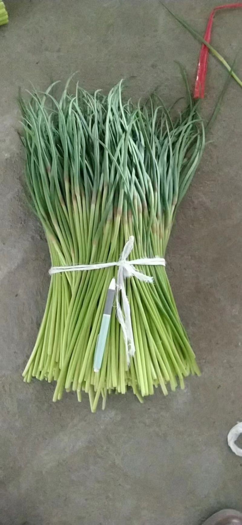 山东蒜苔红帽蒜苔对接市场电商入库储存大量现货